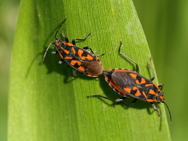 plo�ti�ka Spilostethus saxatilis