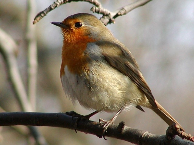 �ervenka obecn�