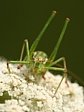 kobylka