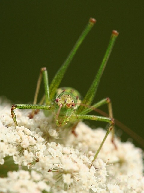 kobylka