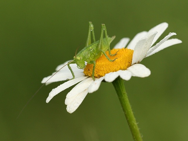 kobylka